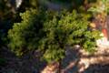 Picea abies Pygmea Hauenstein IMG_6657 Świerk pospolity
